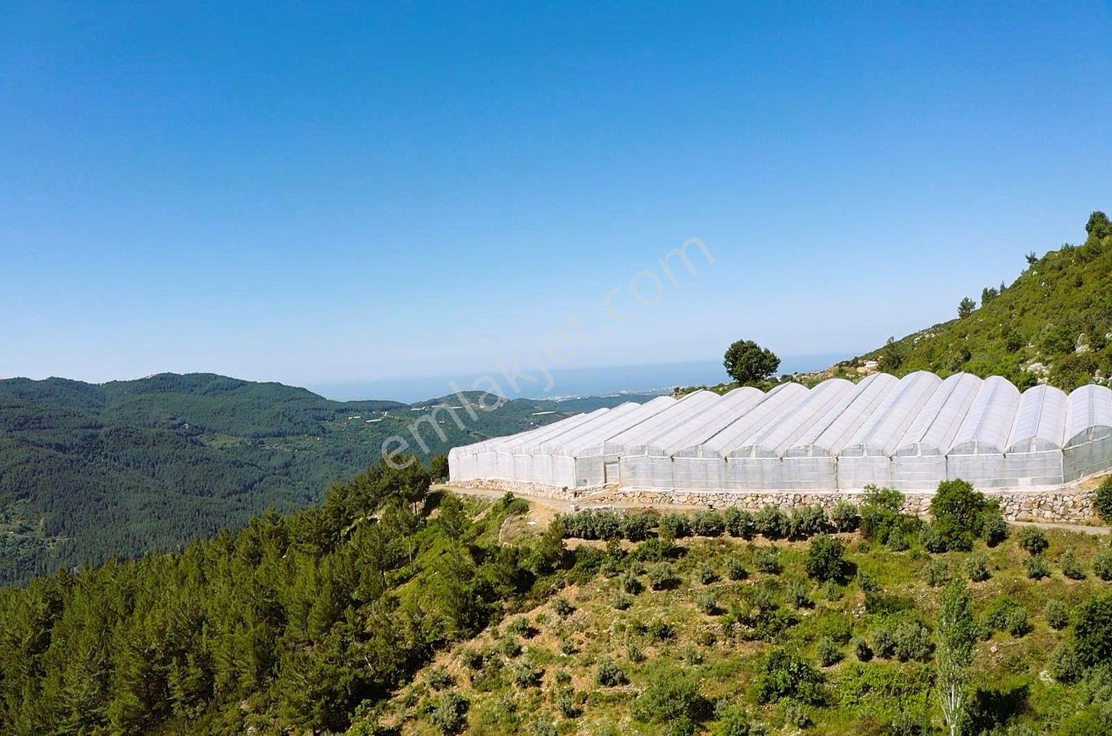 Alanya Yenice De 1.070 M2 Satılık Tarla - Görsel 12