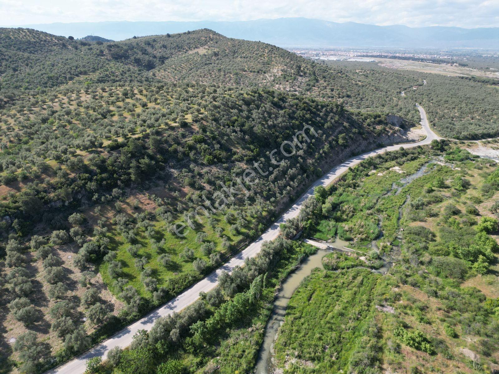 Burhaniye Şarköy'de 2 Adet Tapu, 9.067 M² Zeytinlik + Tarla - Görsel 8