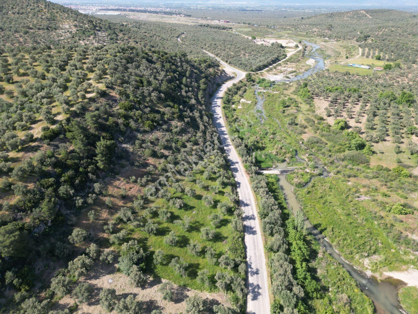 Burhaniye Şarköy'de 2 Adet Tapu, 9.067 M² Zeytinlik + Tarla - Görsel 10