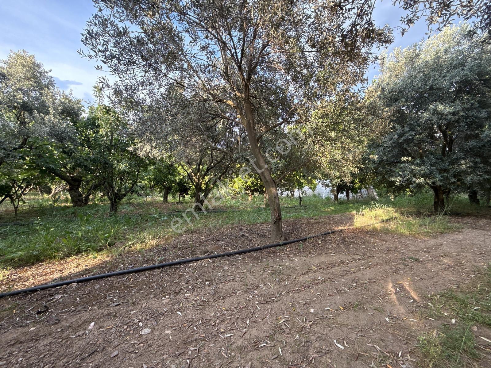 Derin Emlak'tan Bayındır Yakacıkta İçinde Evi Olan Zeytinlik - Görsel 20