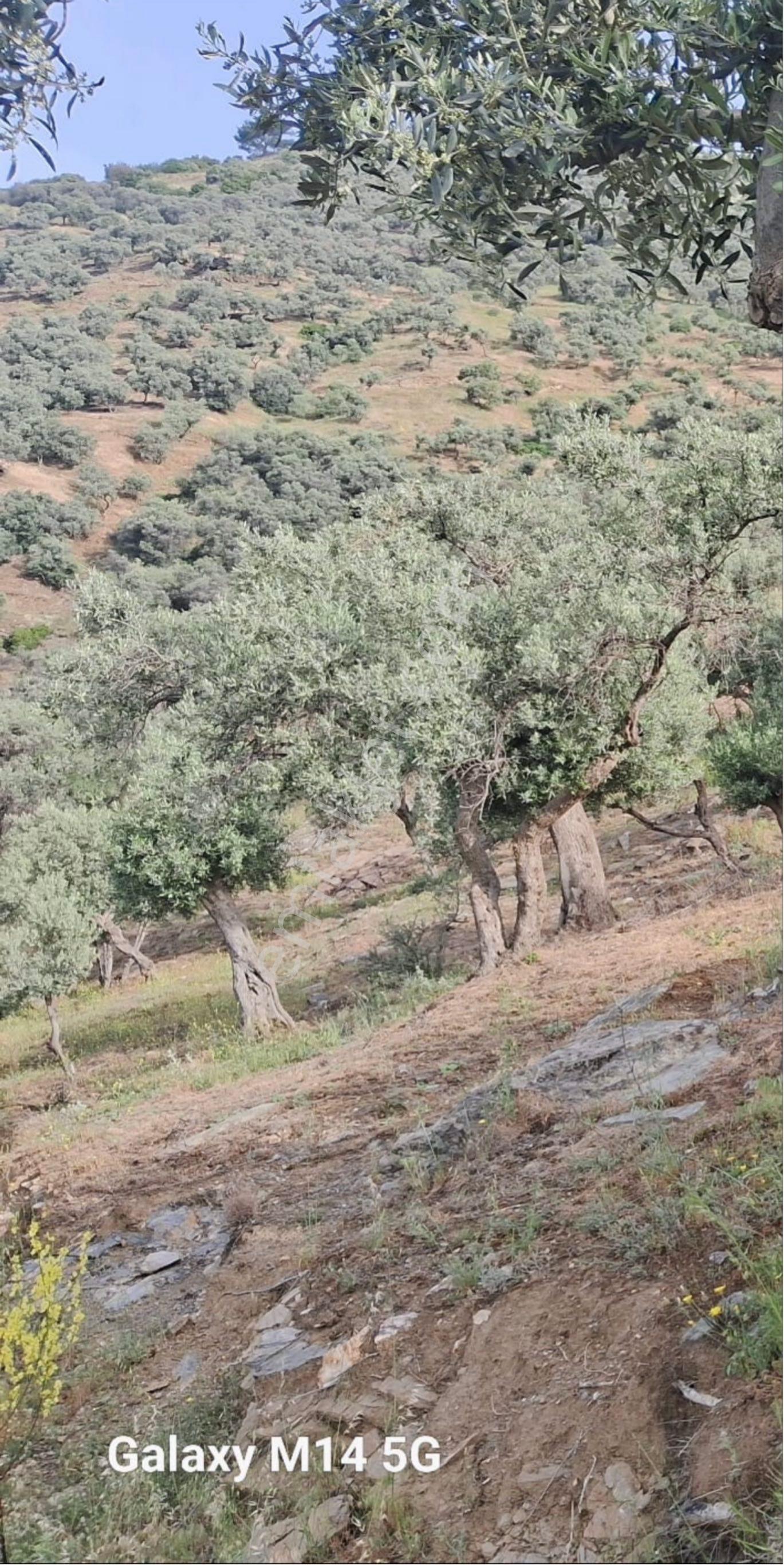 İzmir Bayındır Karahallı’da Satılık Zeytinlik - Görsel 3