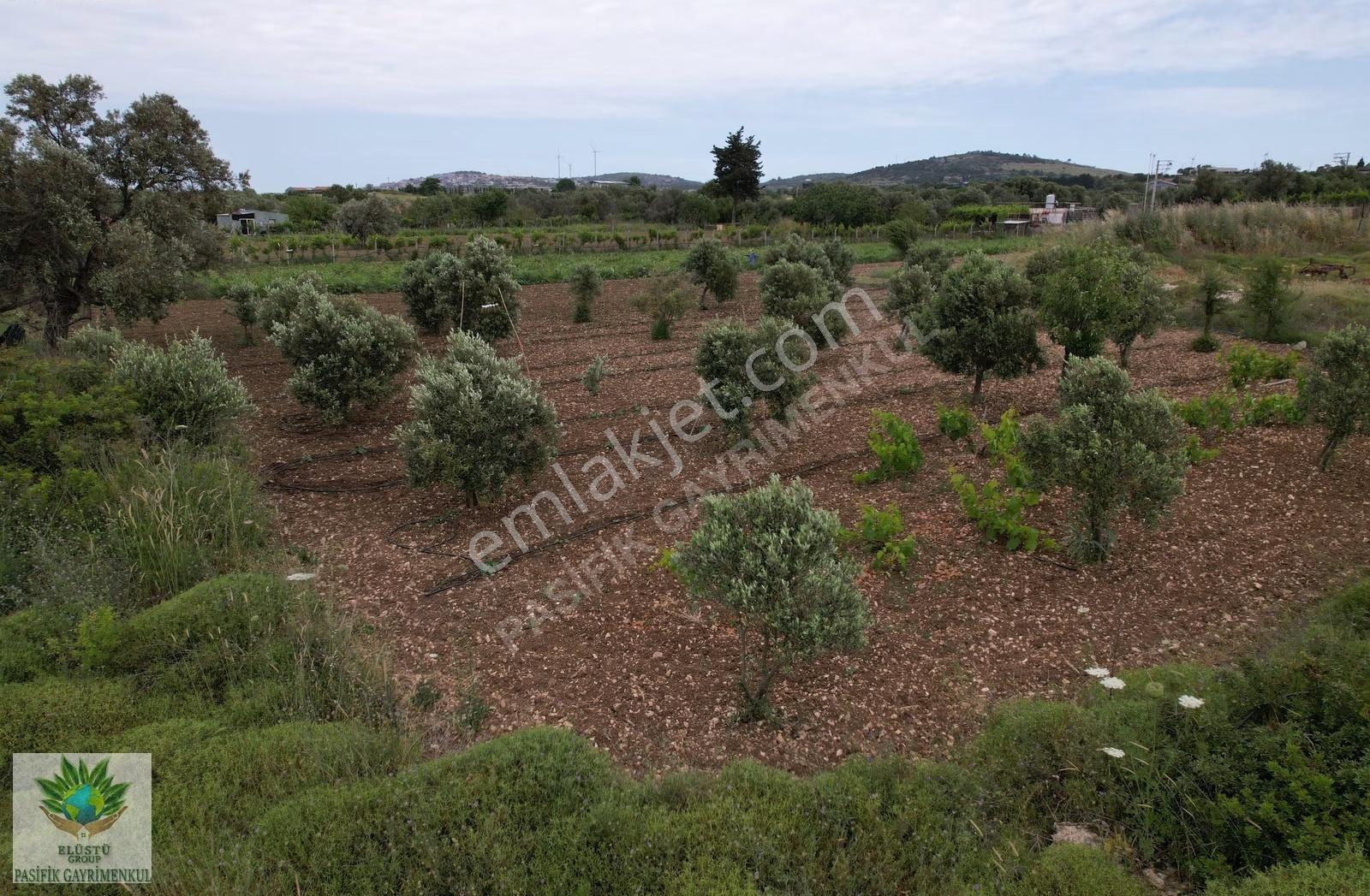 Pasifik'ten Çeşme Musalla Mh. 4.969 M² Satılık Tek Tapu Arazi - Görsel 2