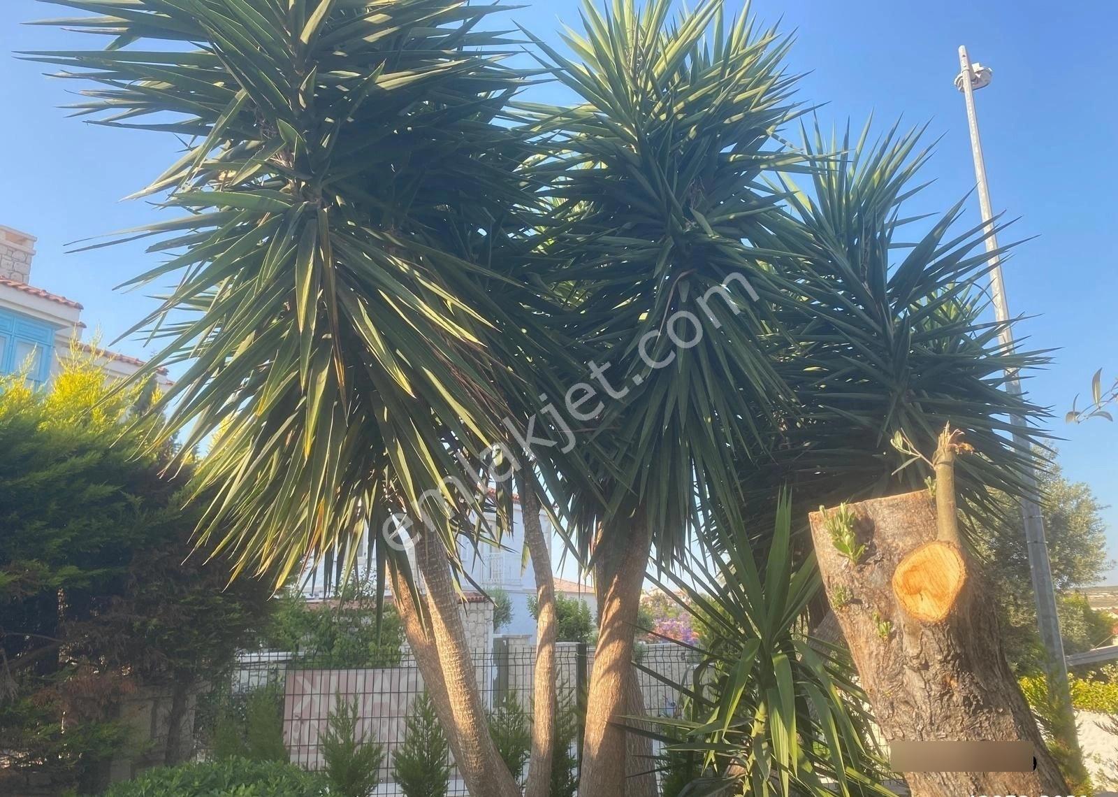 Ren'den Çeşme Alaçatıda 3+1 Kiralık Villa - Görsel 11