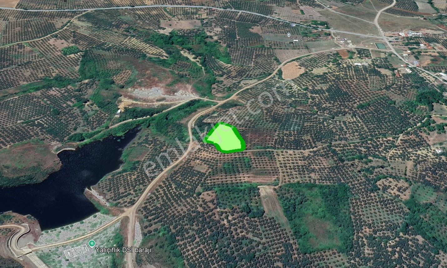 Cb Focus'tan Mudanya / Yalıçiftlik 'te Müstakil Zeytinlik - Görsel 2