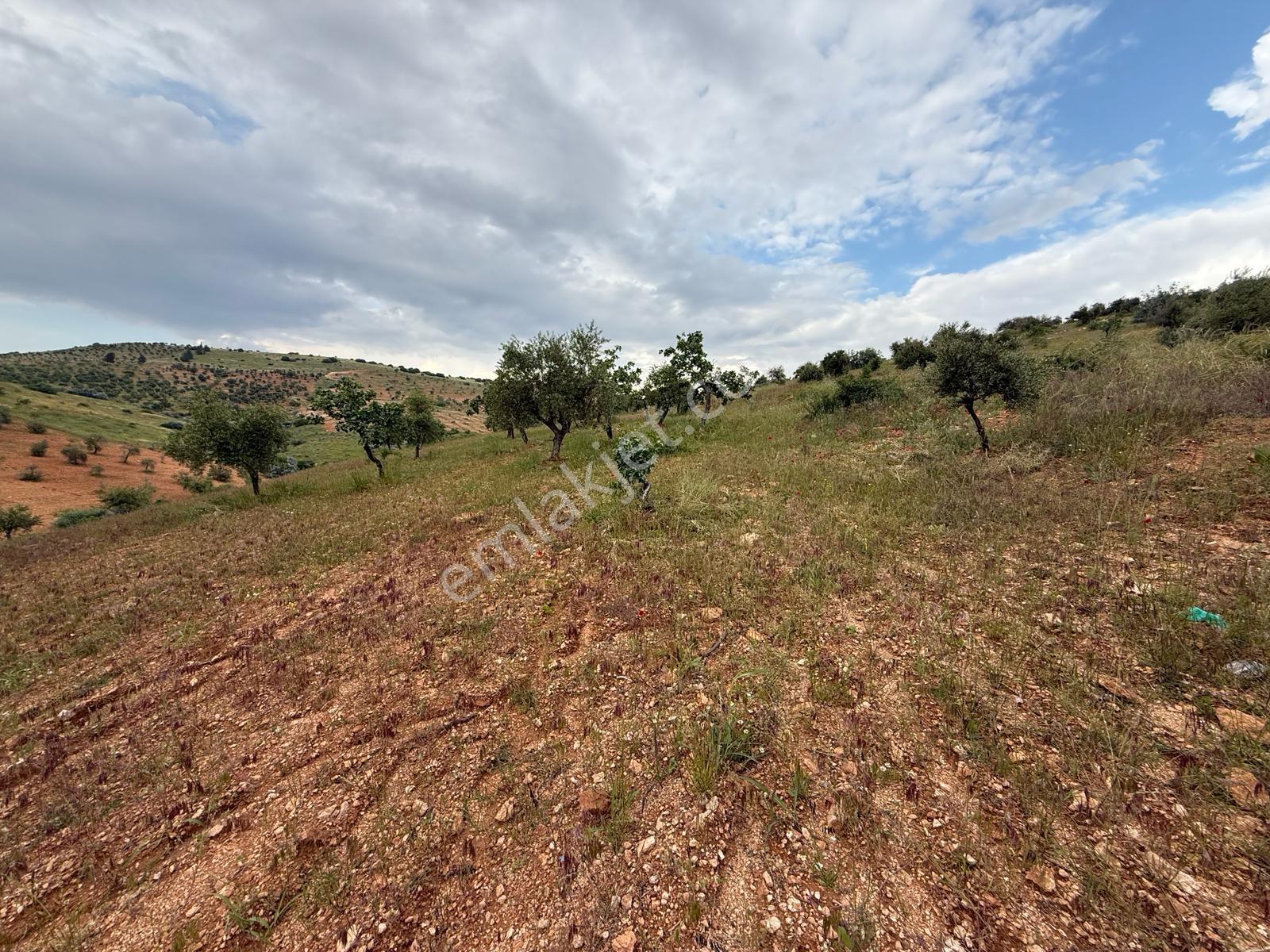 Battal'da Satılık 7500 M2 Kadastro Yol Üzeri Satılık Arazi - Görsel 2