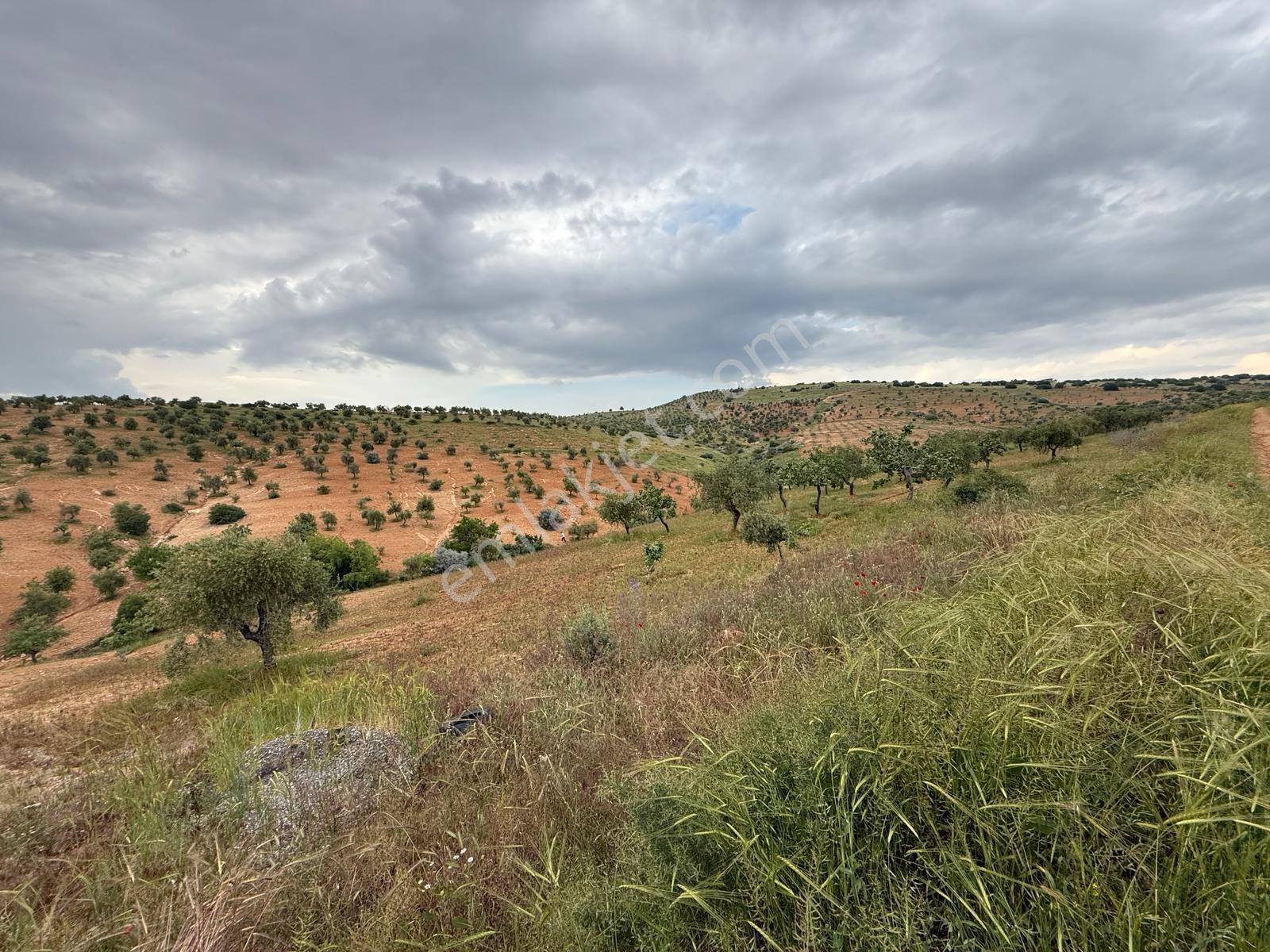 Battal'da Satılık 7500 M2 Kadastro Yol Üzeri Satılık Arazi - Görsel 26
