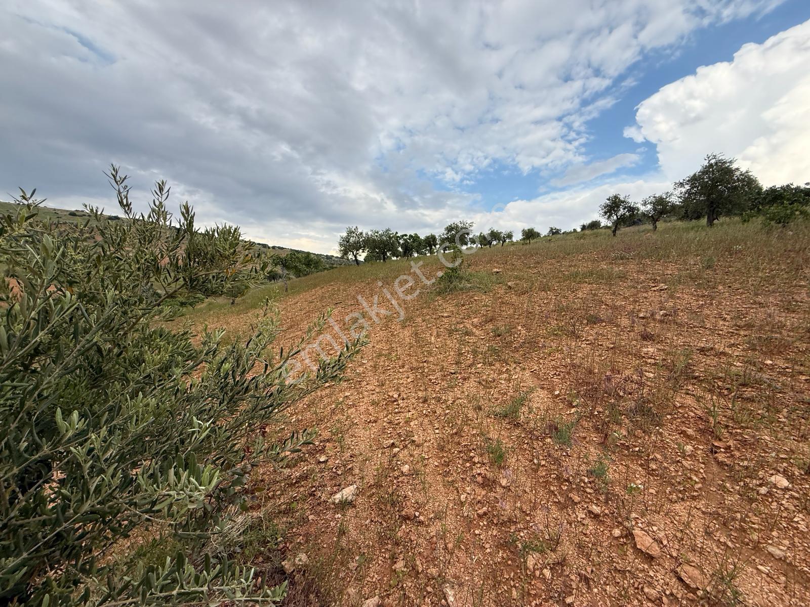 Battal'da Satılık 7500 M2 Kadastro Yol Üzeri Satılık Arazi - Görsel 18