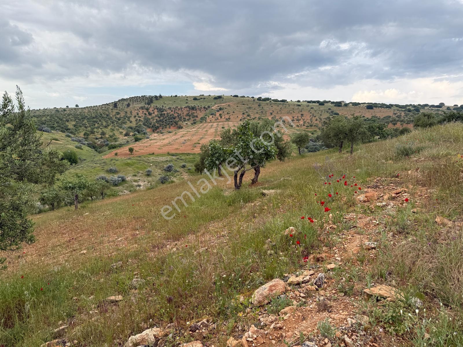 Battal'da Satılık 7500 M2 Kadastro Yol Üzeri Satılık Arazi - Görsel 17