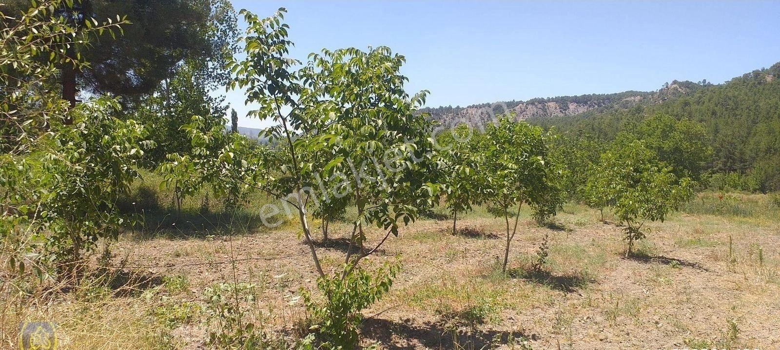 Eysu Karaca'dan Bozkurt Mer. Gelecege Yatırımlık Satılık Tarla - Görsel 2