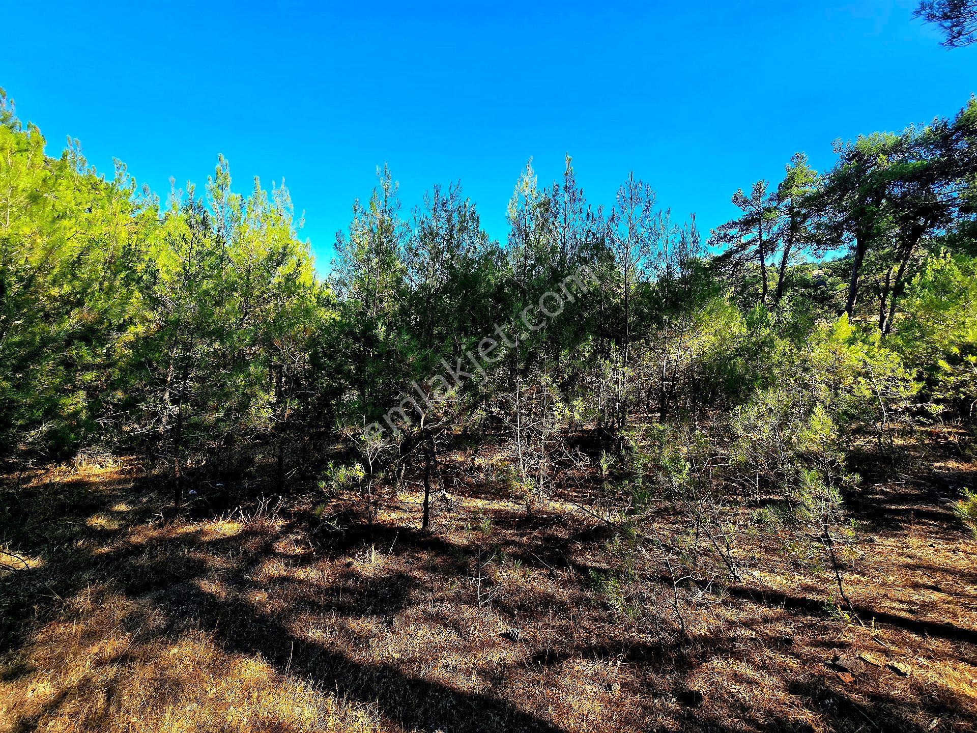 Balıkesir Dursunbey Alagüneyde 2870 M² Resmi Yola Cepheli Tarla. Elk Su Yanı, Köye 650m. Açıklamada - Görsel 16