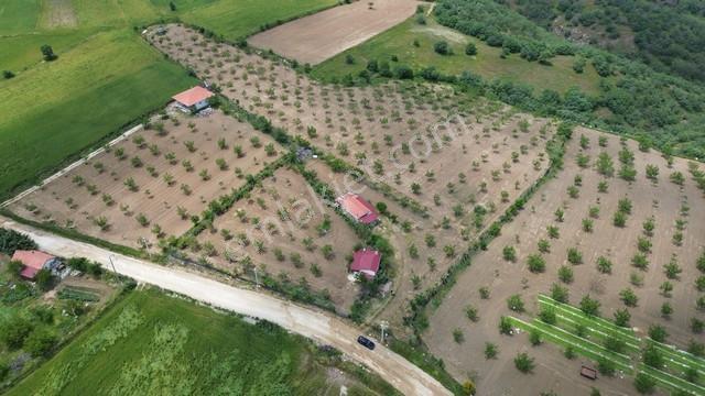 Eşme Cevizli Köyü'nde 14.700 M² Satılık Ceviz Bahçesi