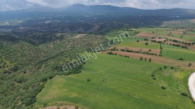 Eşme Cevizli Köyü'nde 14.700 M² Satılık Ceviz Bahçesi - Görsel 9