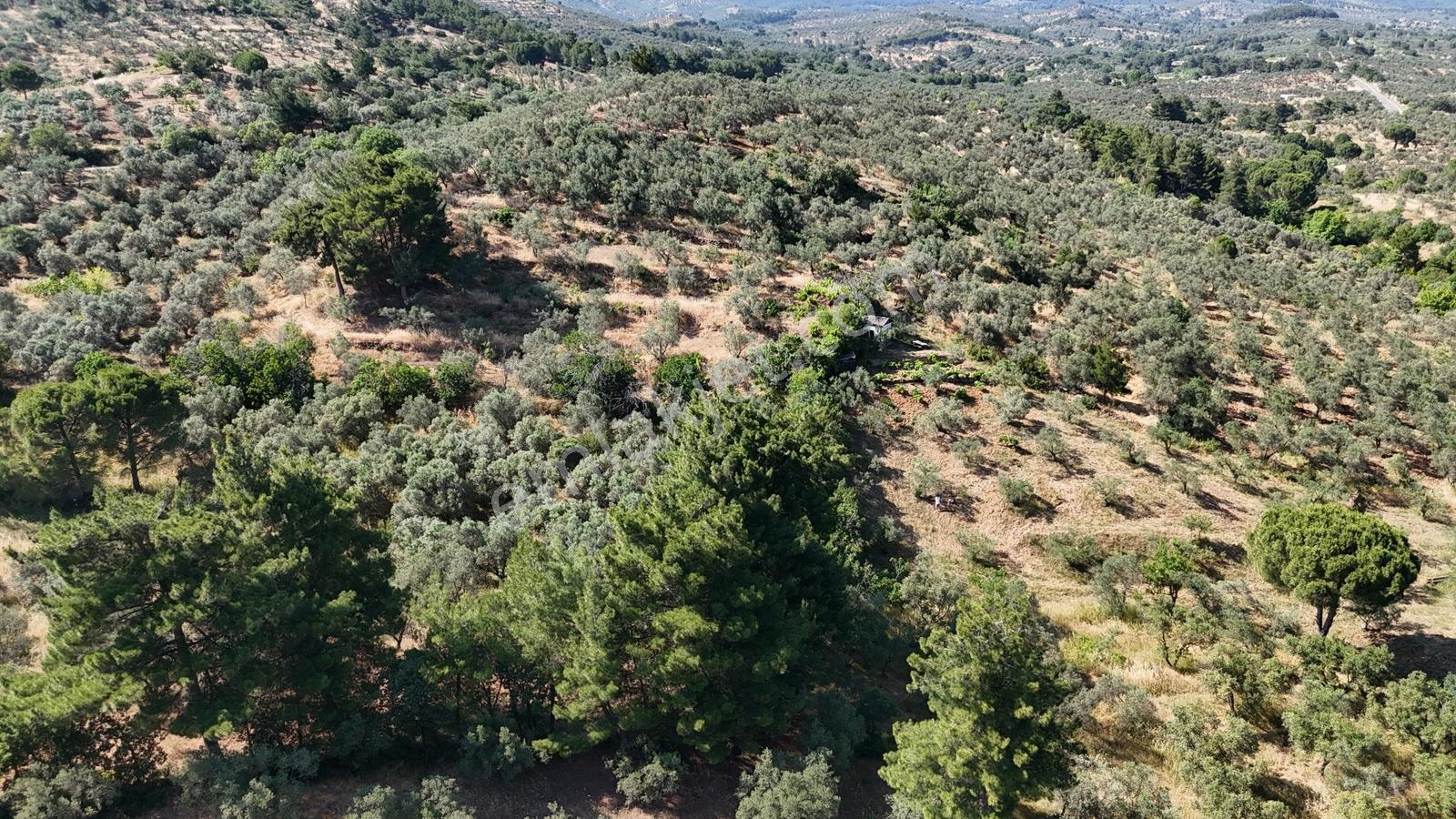 Remax Advantage'den Edremit Çamcı'da 14.520 M2 Satılık Zeytinlik - Görsel 28