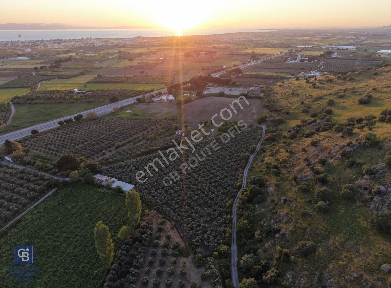 Dikili'de Satılık 10.750m² Zeytinlik Ruhsatlı Ve Hazır Altyapı - Görsel 6