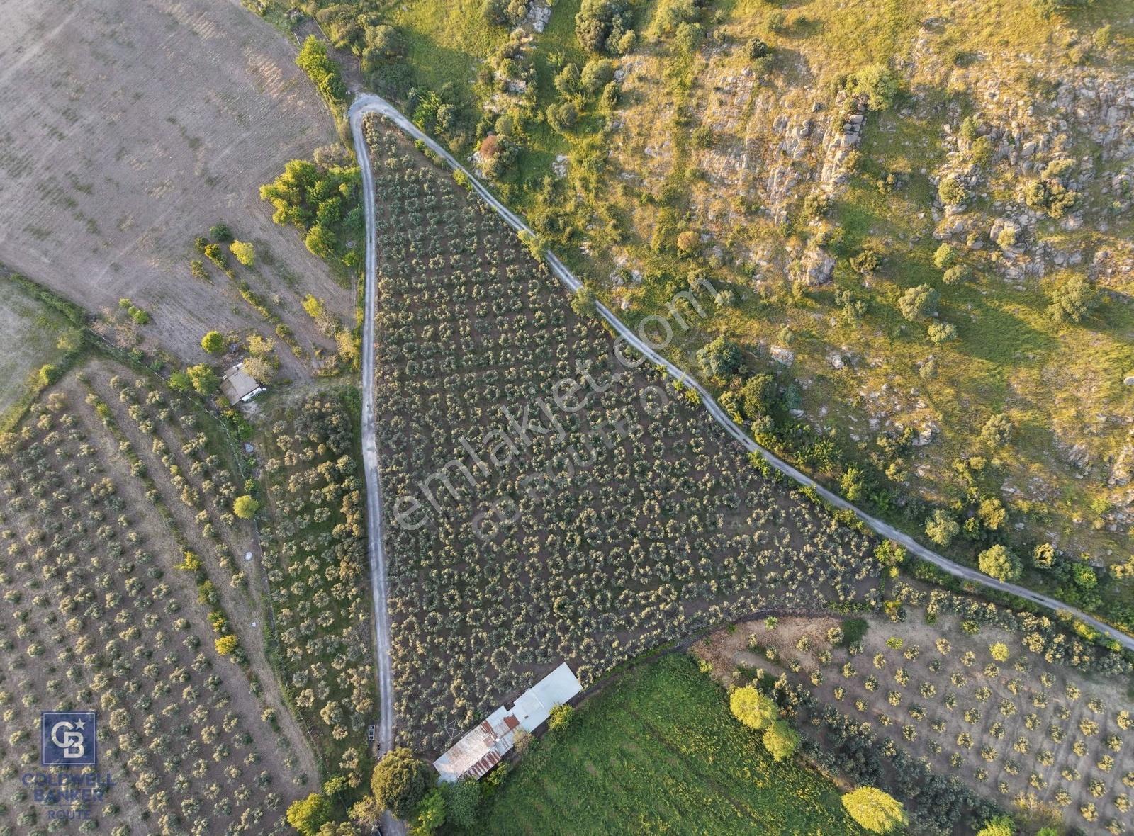 Dikili'de Satılık 10.750m² Zeytinlik Ruhsatlı Ve Hazır Altyapı - Görsel 8