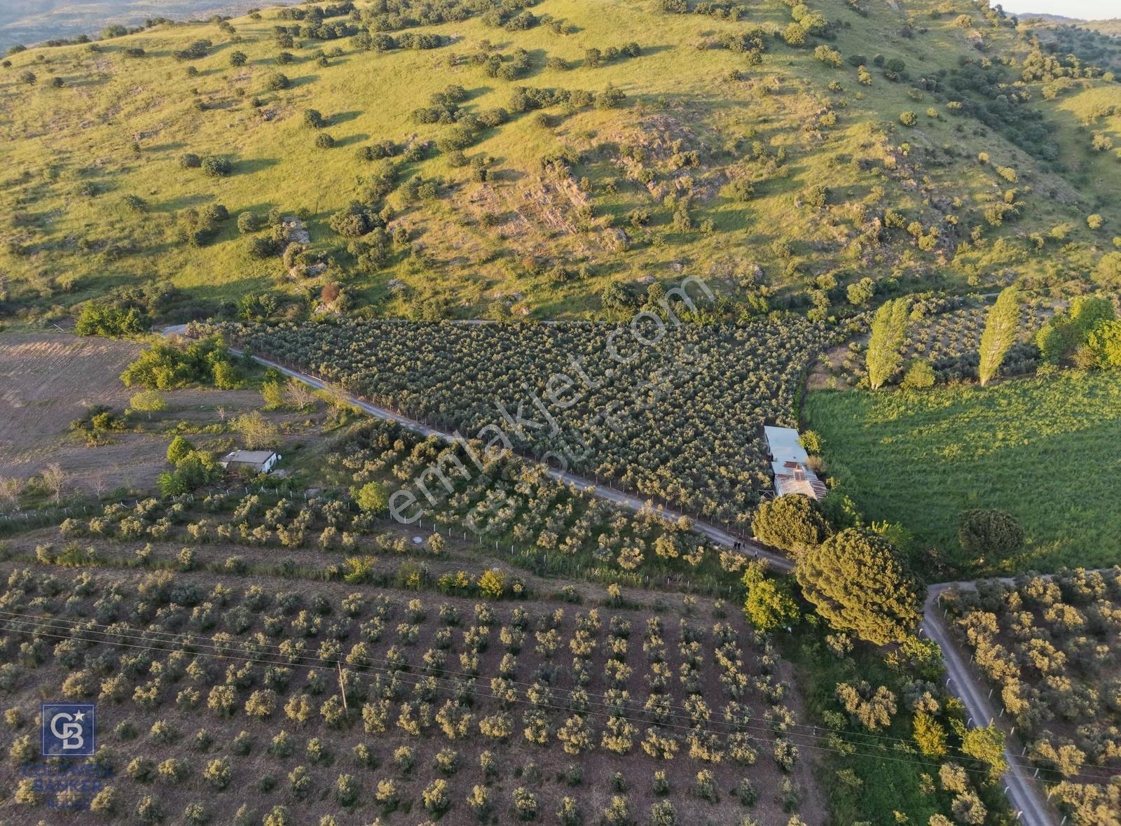 Dikili'de Satılık 10.750m² Zeytinlik Ruhsatlı Ve Hazır Altyapı - Görsel 4