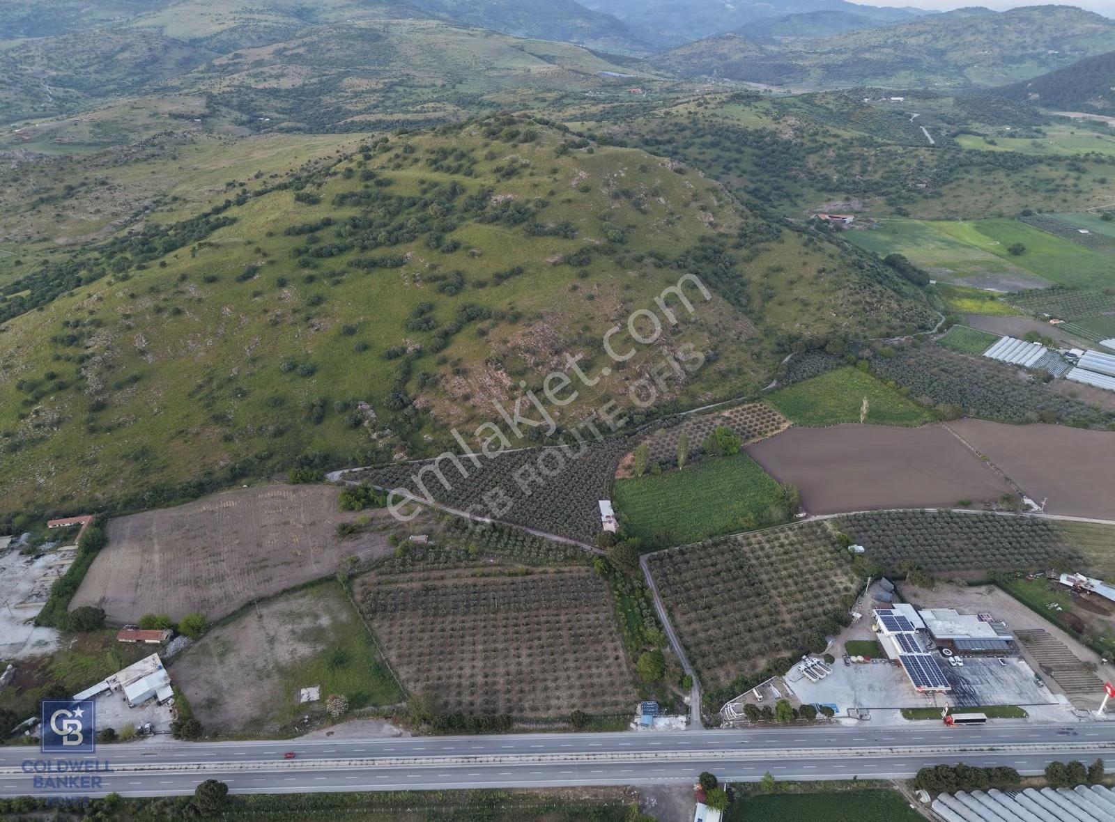 Dikili'de Satılık 10.750m² Zeytinlik Ruhsatlı Ve Hazır Altyapı - Görsel 3