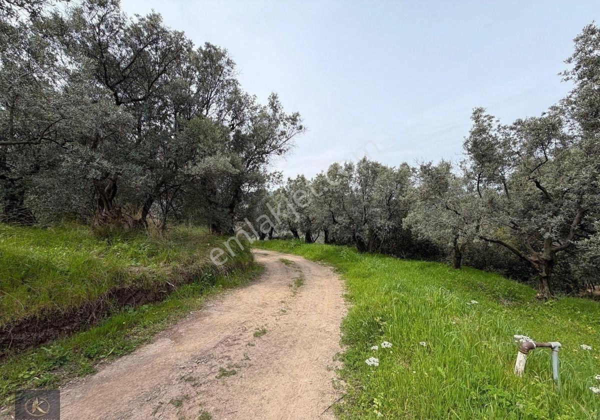 Mudanya Kumyaka Mahallesinde Satılık Zeytinlik - Görsel 5