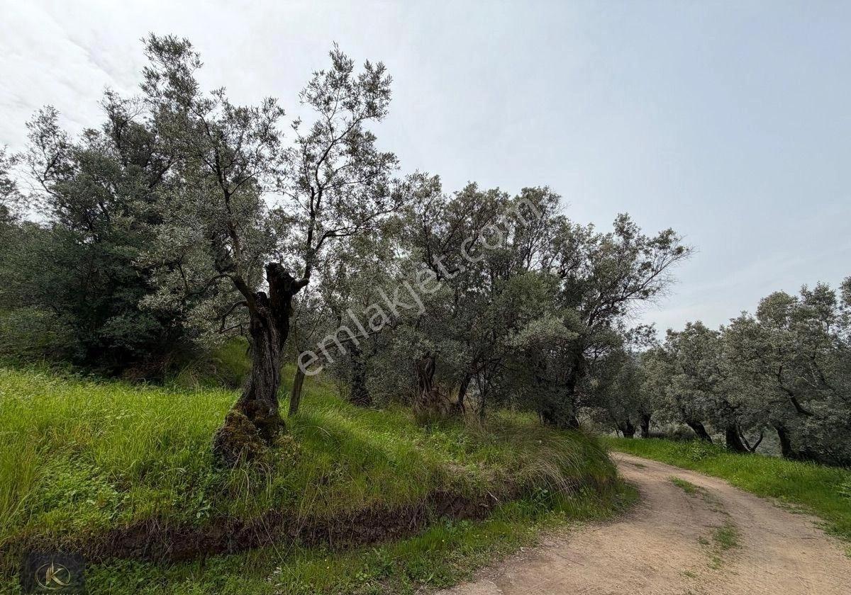 Mudanya Kumyaka Mahallesinde Satılık Zeytinlik - Görsel 7