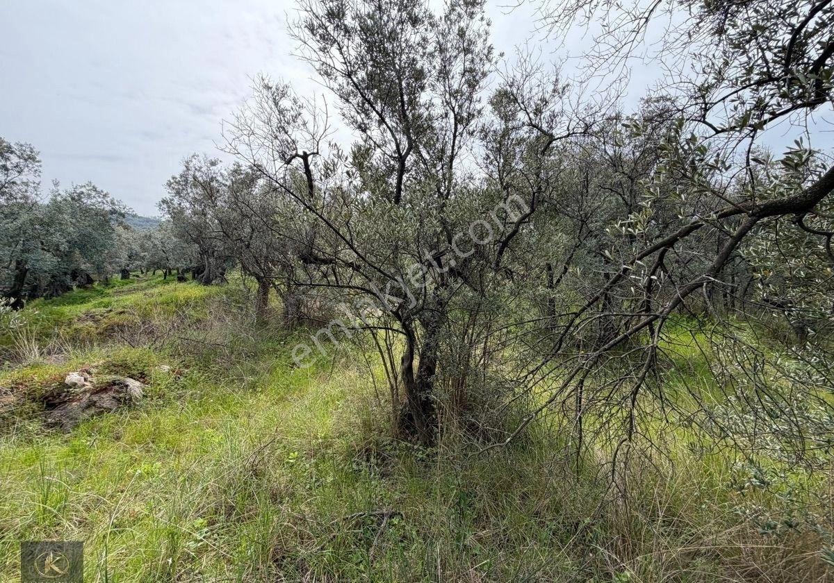 Mudanya Kumyaka Mahallesinde Satılık Zeytinlik - Görsel 8