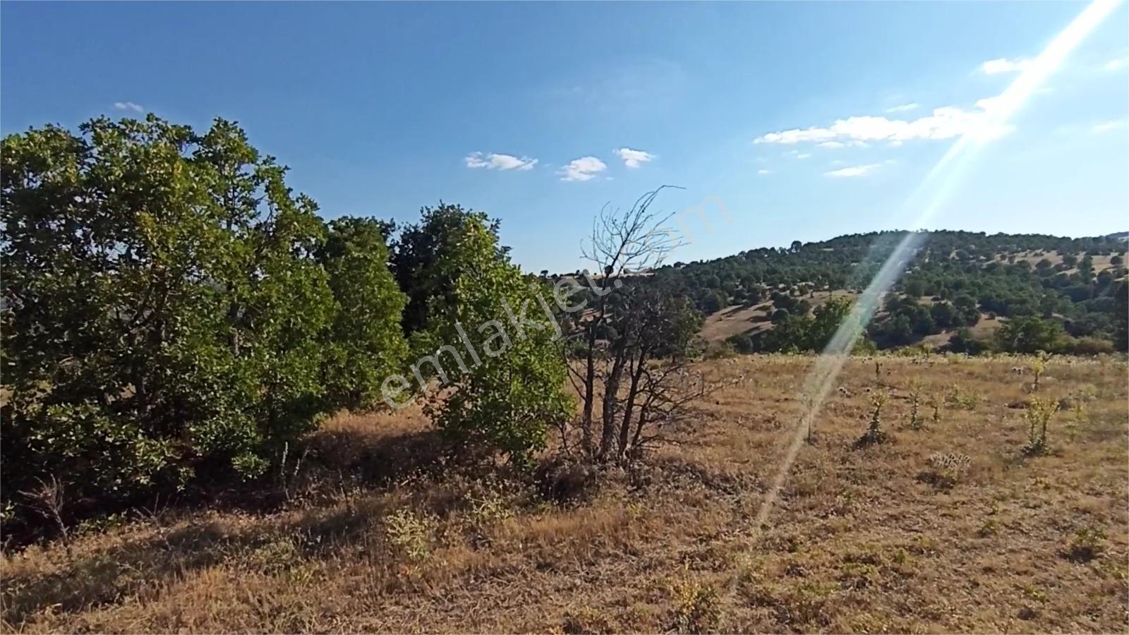 Kütahya Şaphanede 14505 M2 Kadastral Yolu Olan Yerlesıme Yakın - Görsel 15