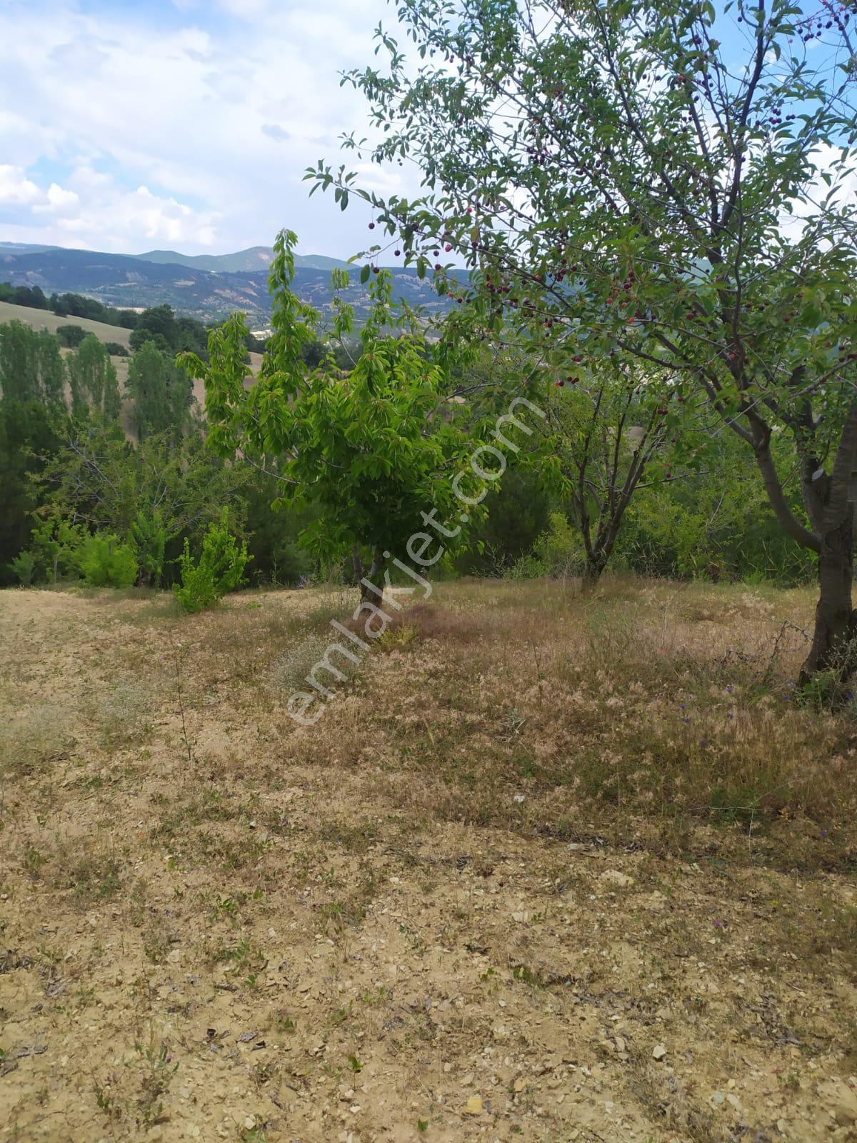 Kütahya Şaphanede 14505 M2 Kadastral Yolu Olan Yerlesıme Yakın - Görsel 21