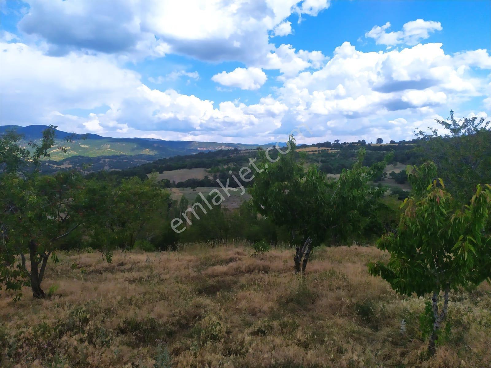 Kütahya Şaphanede 14505 M2 Kadastral Yolu Olan Yerlesıme Yakın