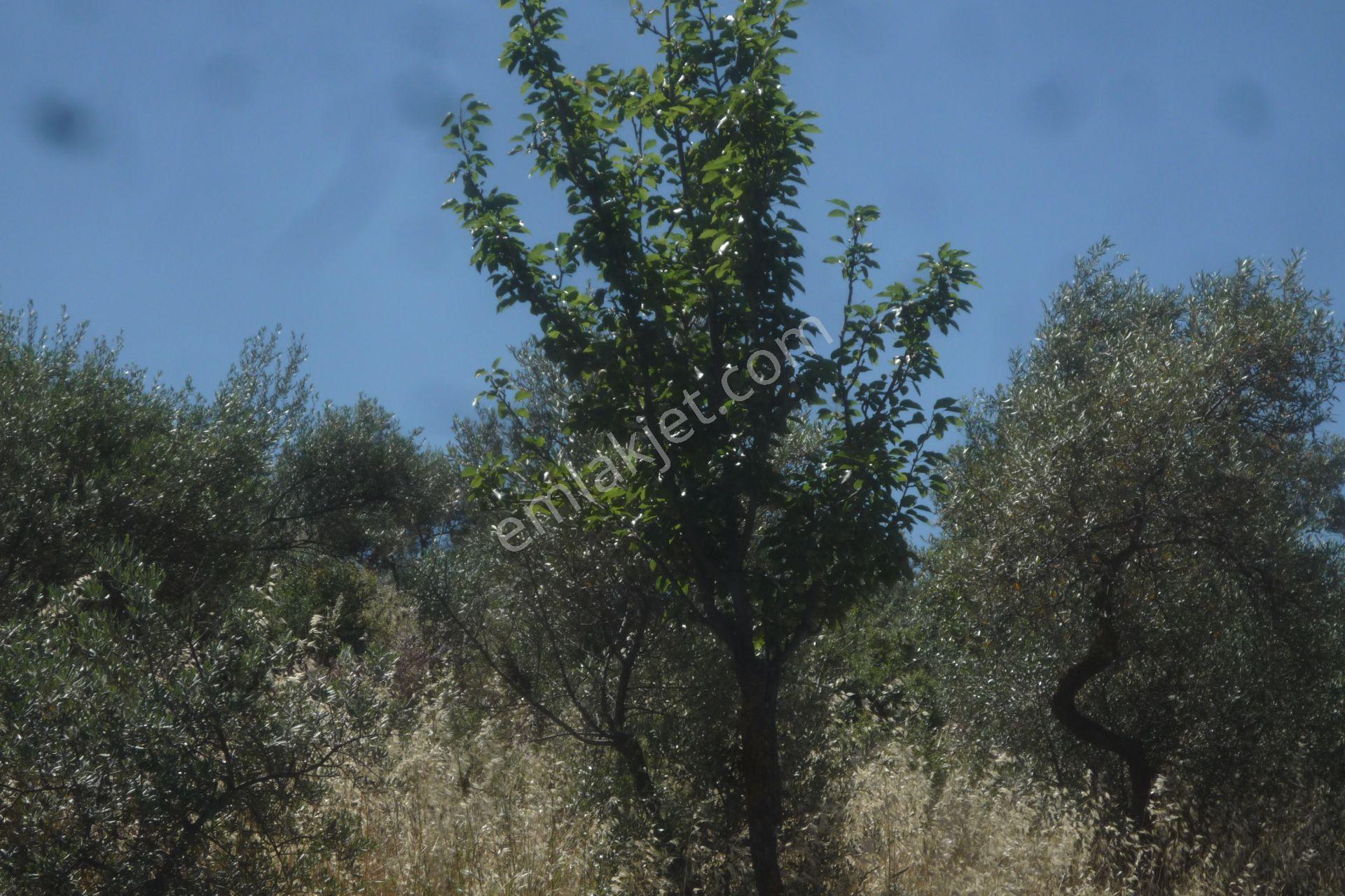 İzmir Torbalı Gold Emlaktan Satılık Zeytinlik - Görsel 13