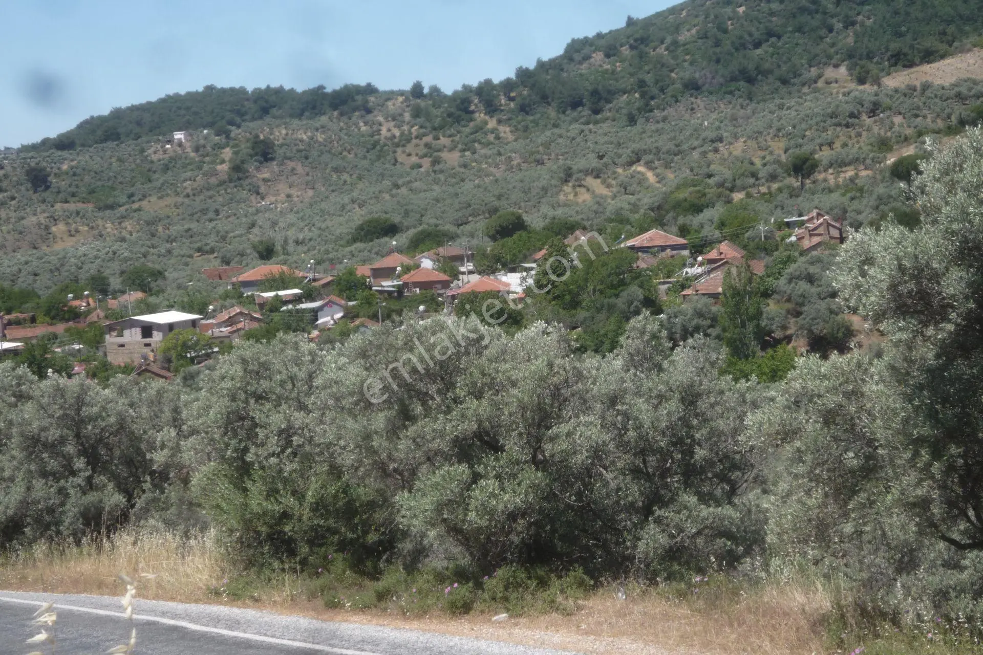 İzmir Torbalı Gold Emlaktan Satılık Zeytinlik