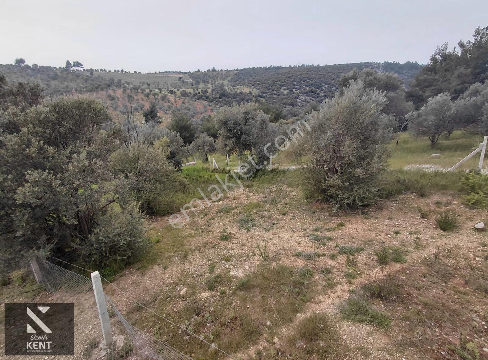 Kemalpaşa Yenmiş'de Satılık Bahçe 406 M2 - Görsel 2