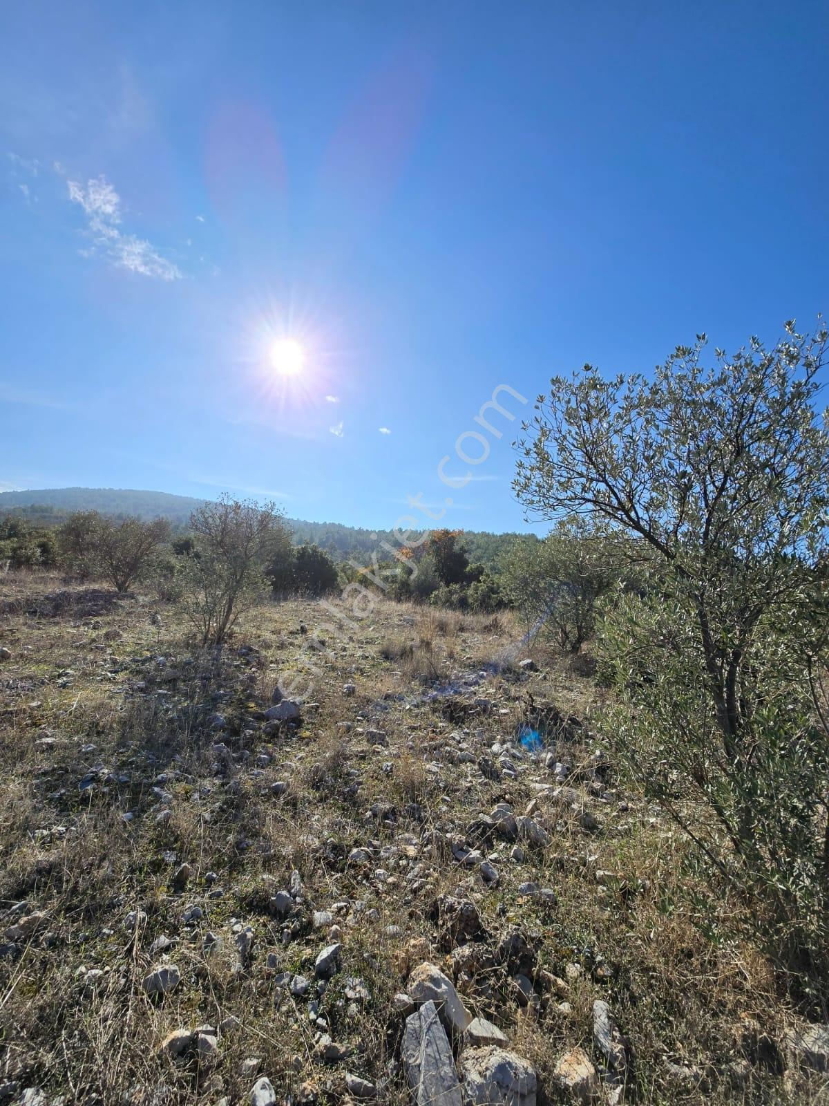 Muğla Menteşe Yeşilyurt Mahallesinde 3619 M2 Satılık Zeytinlik - Görsel 13