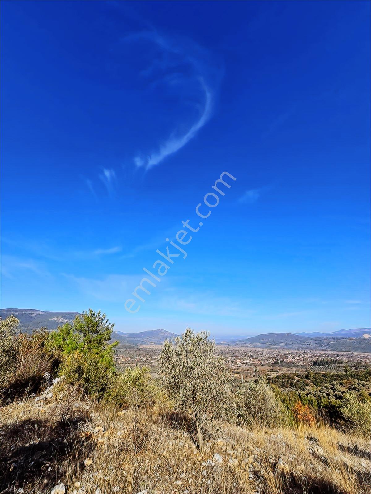 Muğla Menteşe Yeşilyurt Mahallesinde 3619 M2 Satılık Zeytinlik - Görsel 8