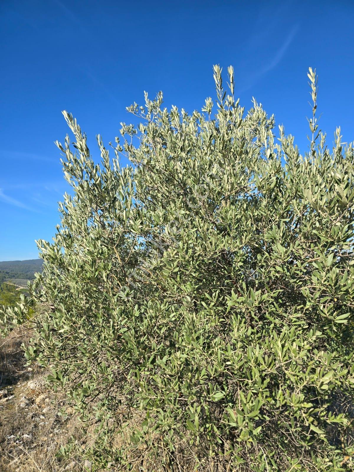 Muğla Menteşe Yeşilyurt Mahallesinde 3619 M2 Satılık Zeytinlik - Görsel 2