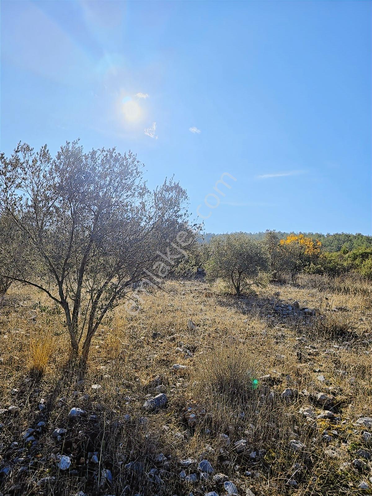 Muğla Menteşe Yeşilyurt Mahallesinde 3619 M2 Satılık Zeytinlik - Görsel 3