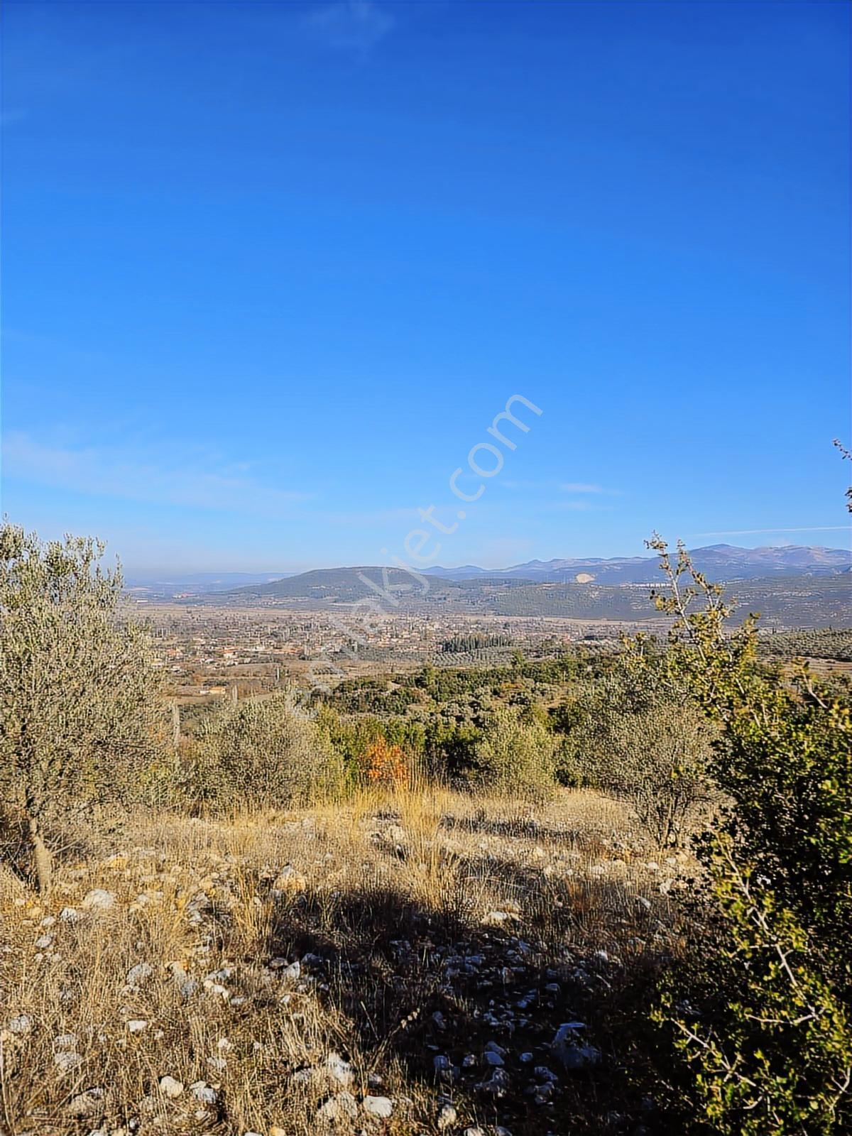 Muğla Menteşe Yeşilyurt Mahallesinde 3619 M2 Satılık Zeytinlik - Görsel 14