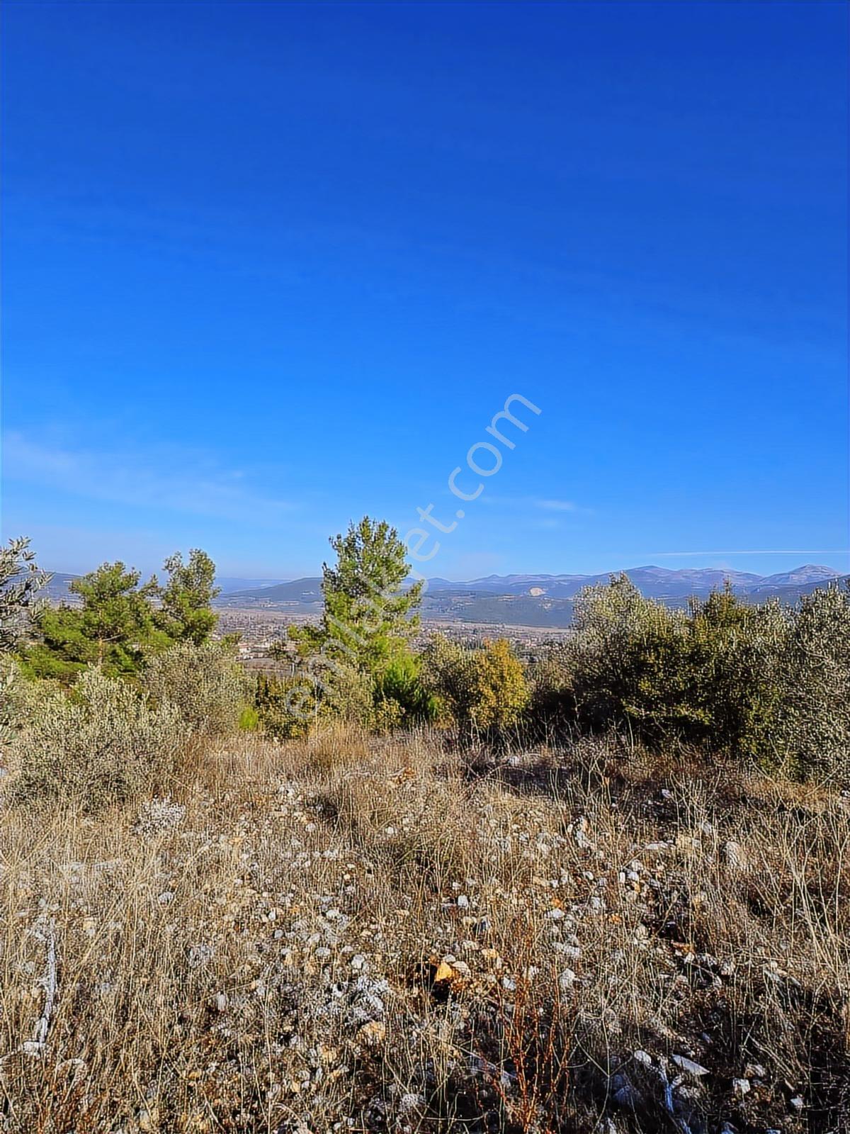 Muğla Menteşe Yeşilyurt Mahallesinde 3619 M2 Satılık Zeytinlik - Görsel 5