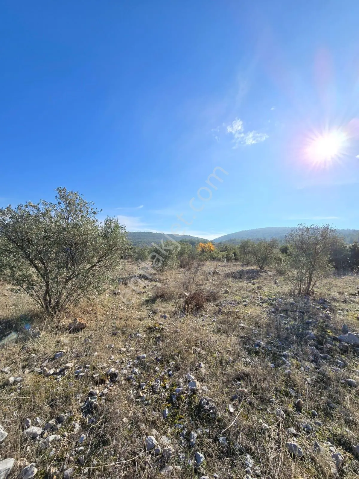 Muğla Menteşe Yeşilyurt Mahallesinde 3619 M2 Satılık Zeytinlik