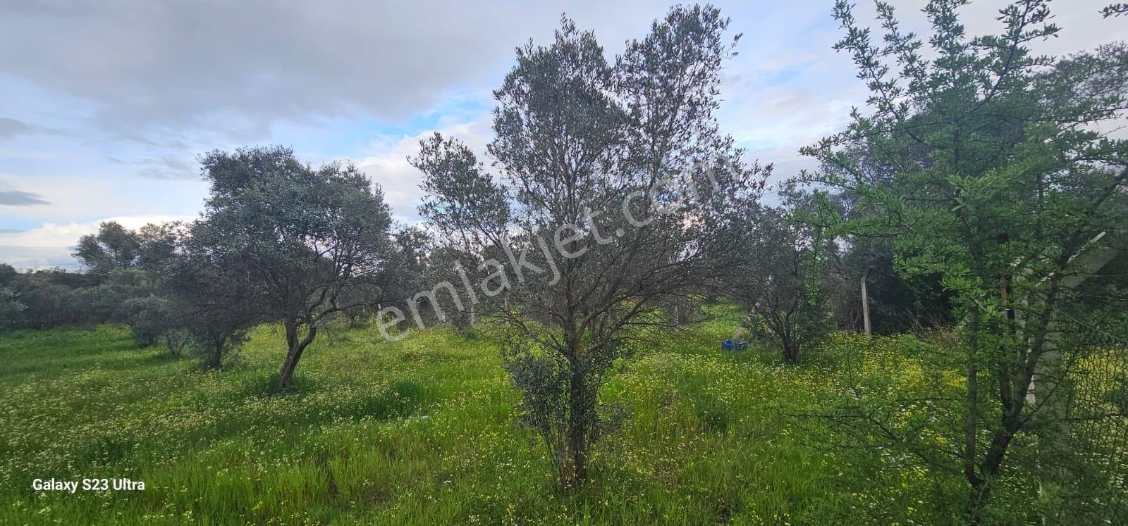 Emlak Durağı'ndan Dereköy'de 2835 M² Tarla - Görsel 12