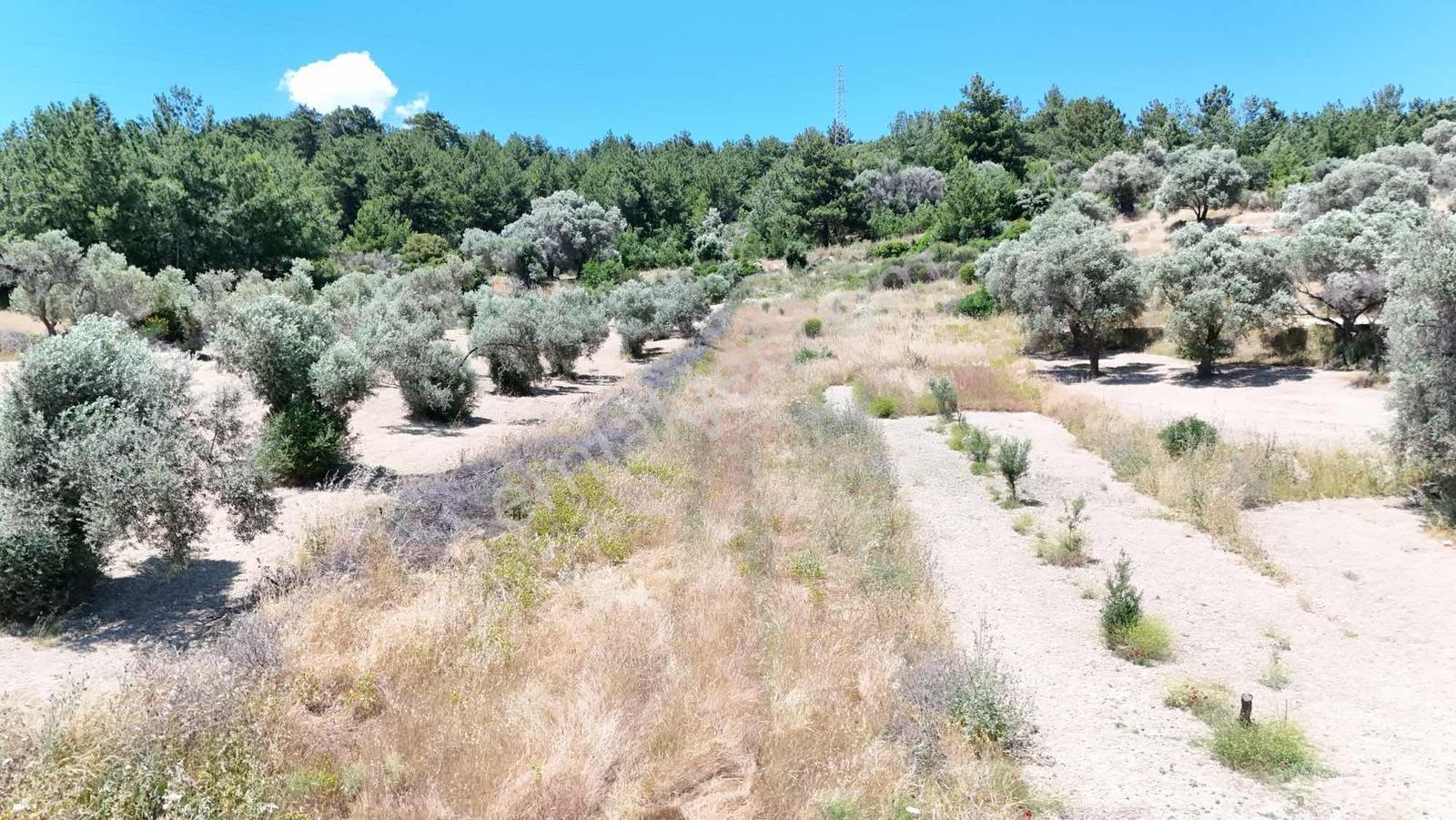 Karaburun Mordoğan Köyü Yakını Satılık 1263 M2 Tarla - Görsel 4