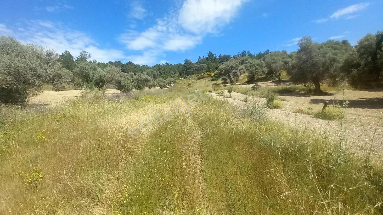 Karaburun Mordoğan Köyü Yakını Satılık 1263 M2 Tarla - Görsel 11
