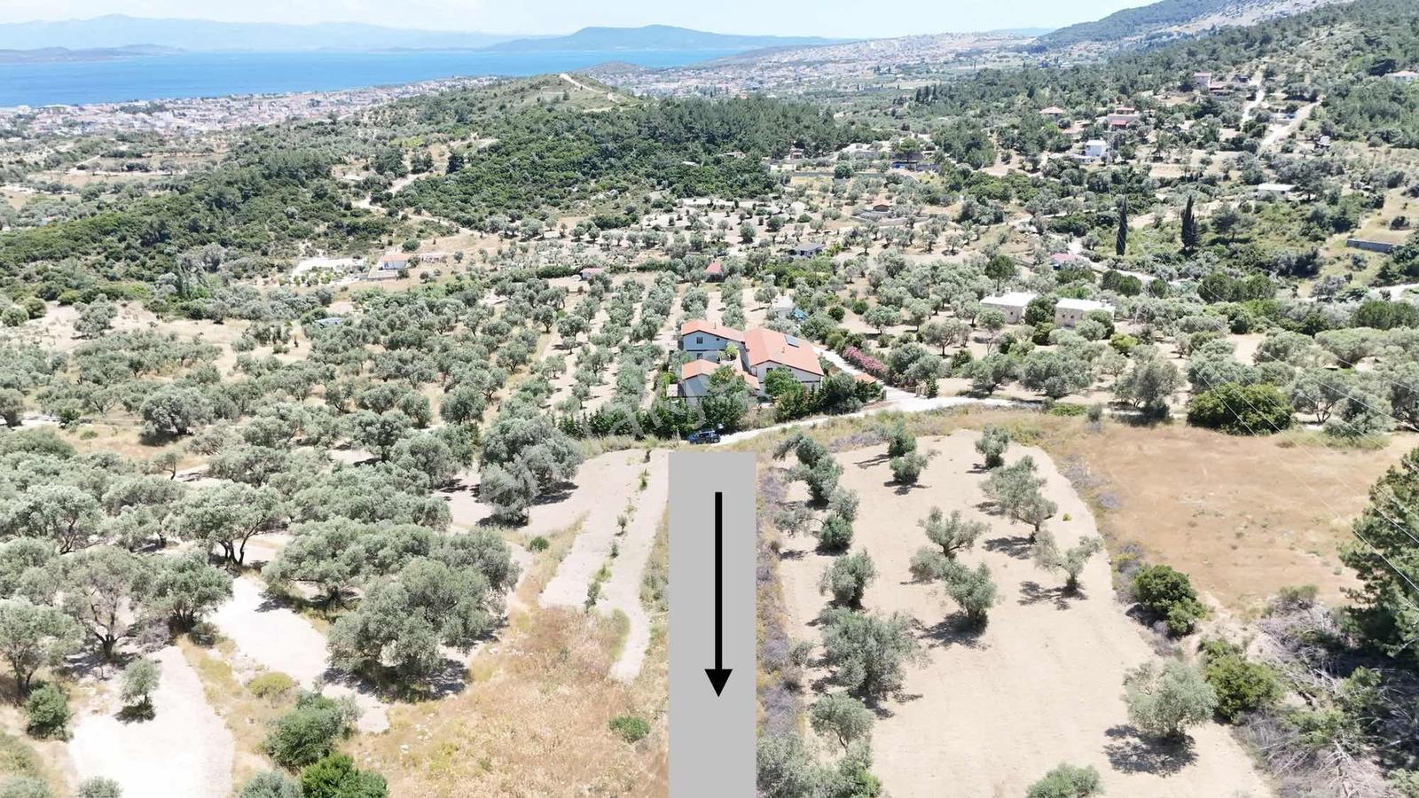 Karaburun Mordoğan Köyü Yakını Satılık 1263 M2 Tarla - Görsel 8