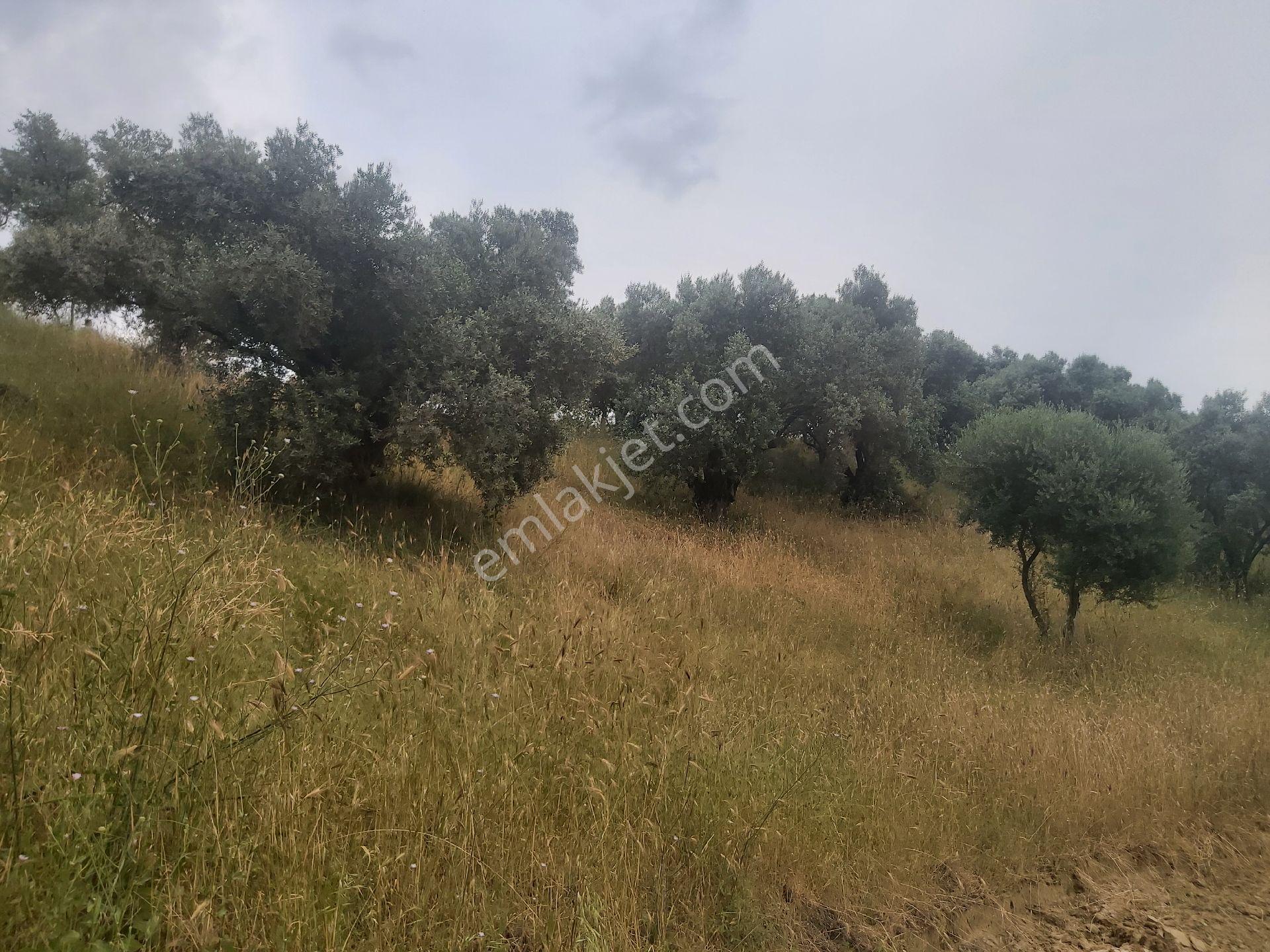 Satılık İncir Bahçesi Germencik Moralda - Görsel 6