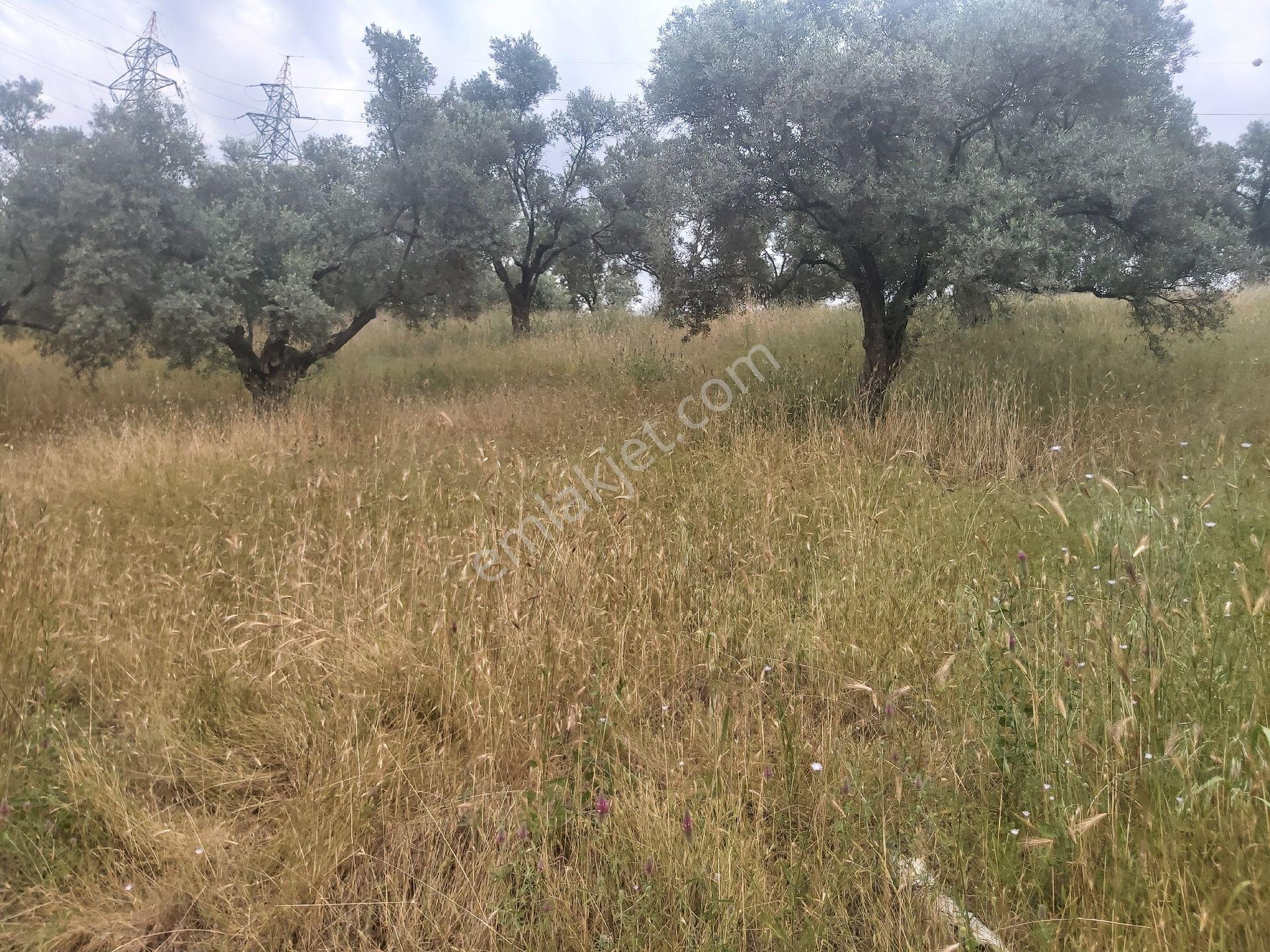 Satılık İncir Bahçesi Germencik Moralda - Görsel 7