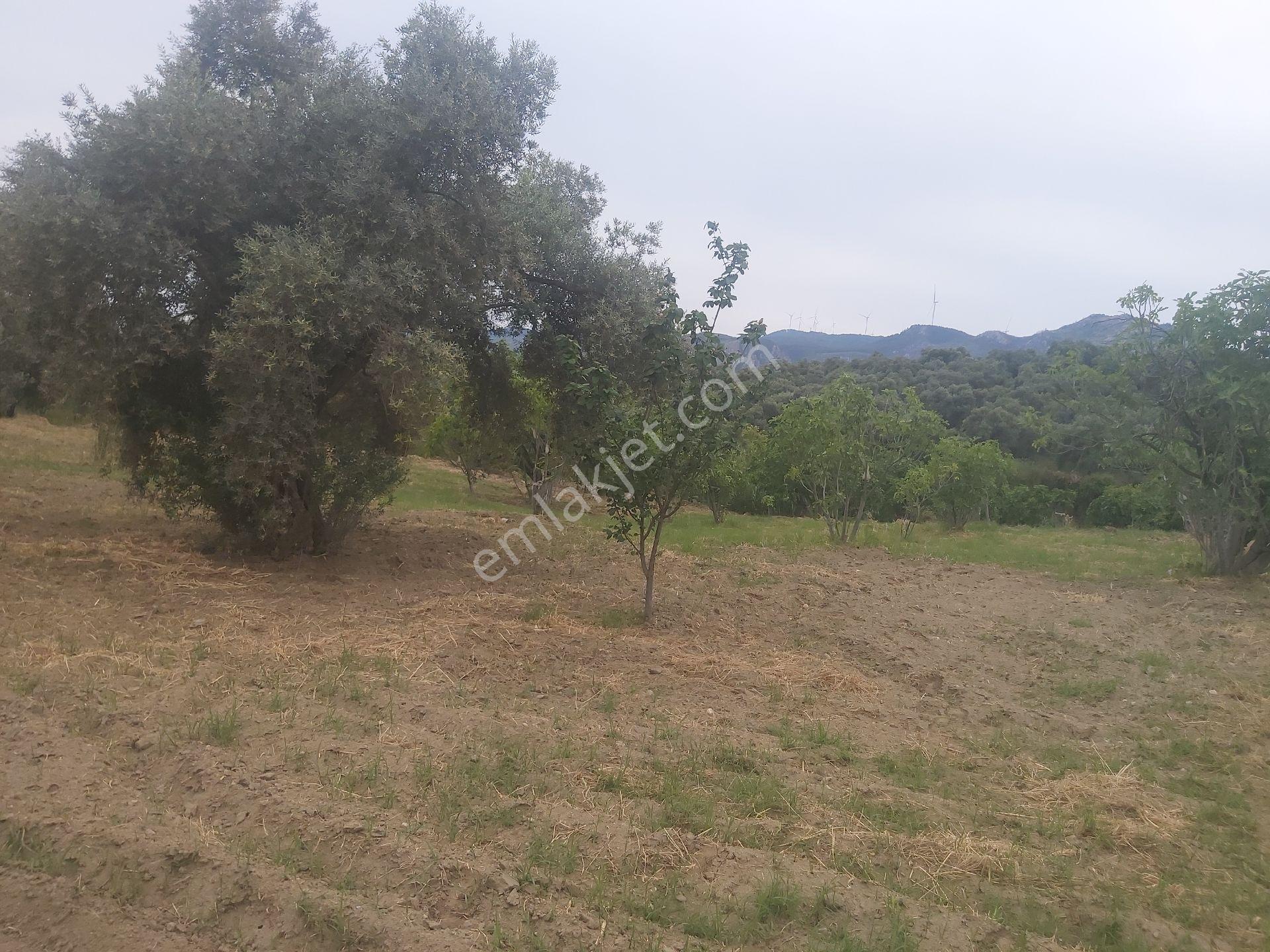 Satılık İncir Bahçesi Germencik Moralda - Görsel 3