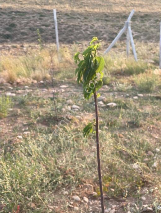 Toros Emlak'tan Ulukışla Şeyhömerli Köyü Satılık 13 Dönüm Tarla - Görsel 11