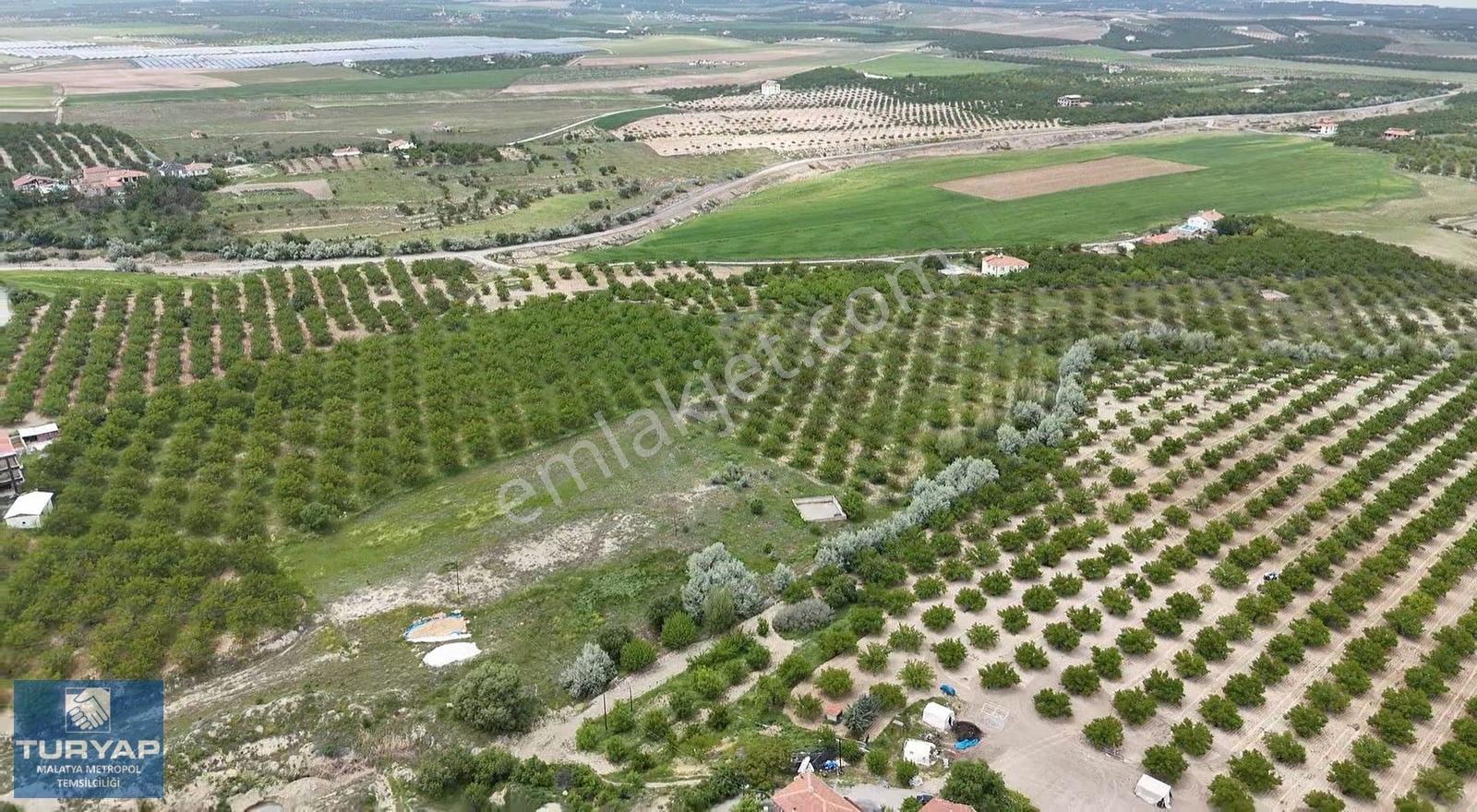 Turyap Metropolden Battalgazide Satılık Kayısı Bahçesi