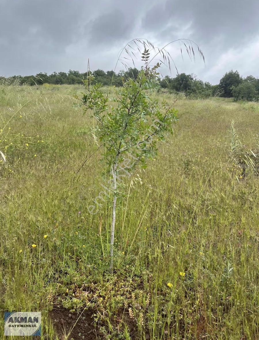 Kocakağan Mh De 22 Dönüm Antep Fıstığı İle Zeytin Lik - Görsel 17