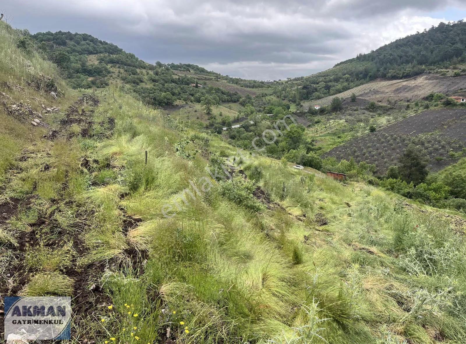 Kocakağan Mh De 22 Dönüm Antep Fıstığı İle Zeytin Lik - Görsel 3
