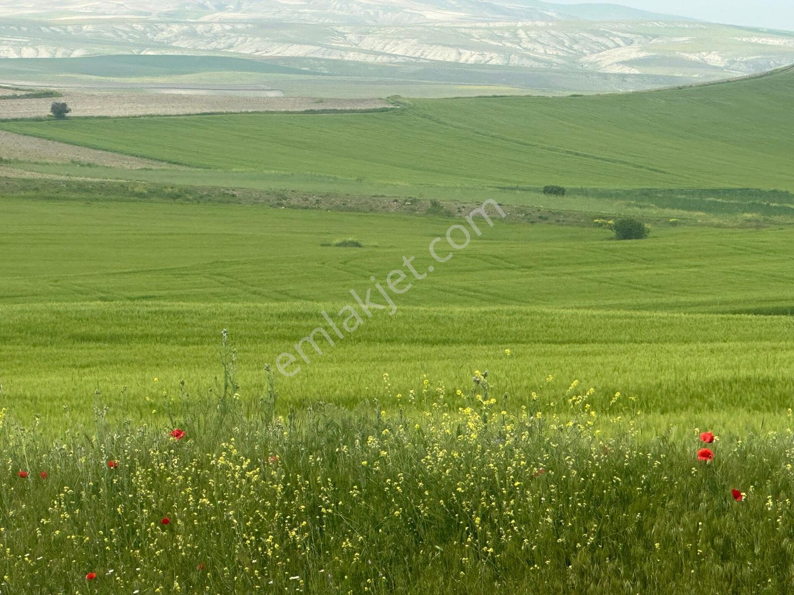 Ayaş Sinanlı Hocasinan'da Satılık Tarla
