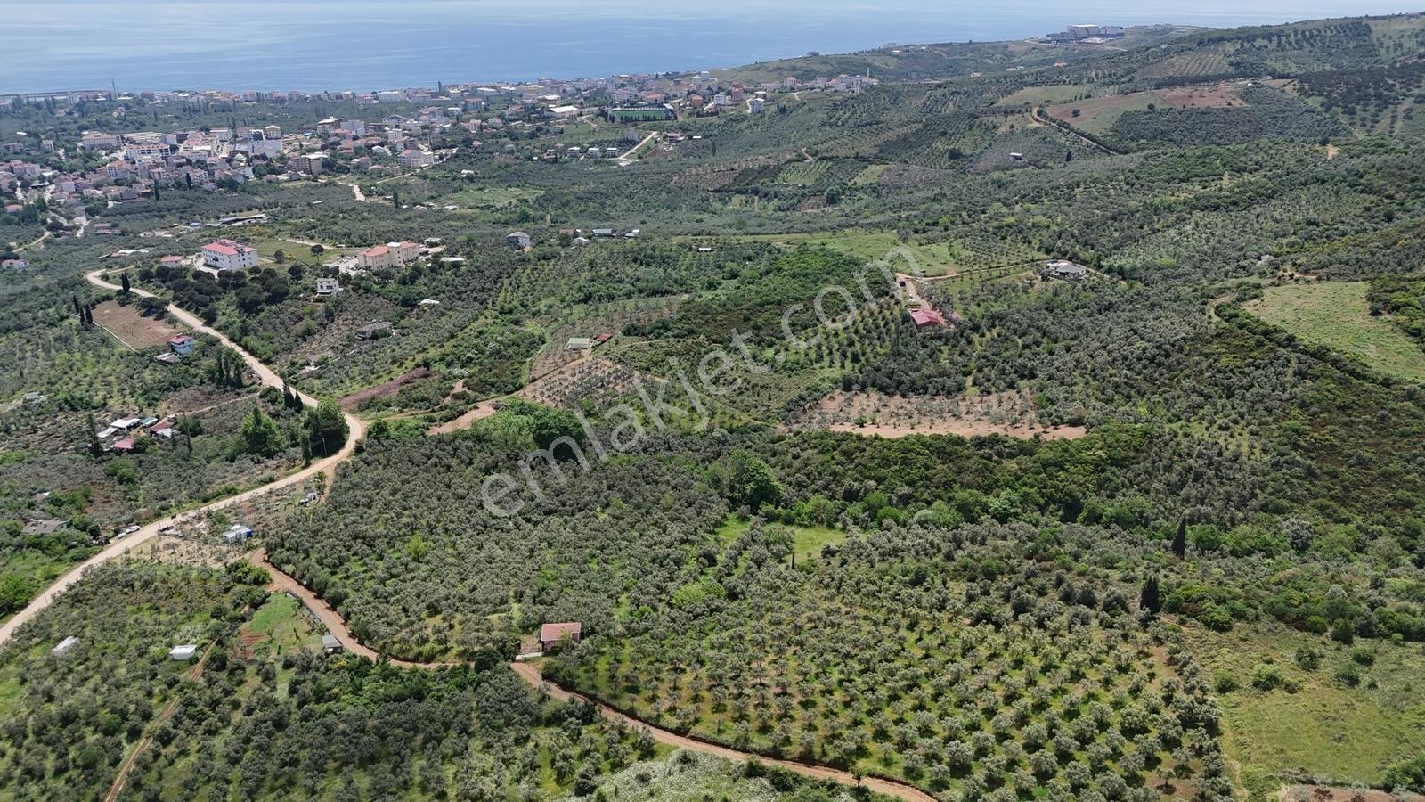 Termal Turizm Alanında İmara Yakın 26.192m2 Fırsat Zeytinlik - Görsel 4